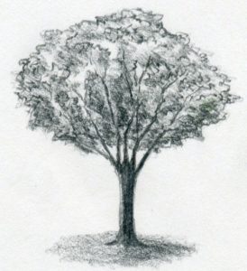 jak narysować drzewo ołówkiem