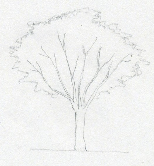 jak nauczyć sie rysować drzewo ołówkiem